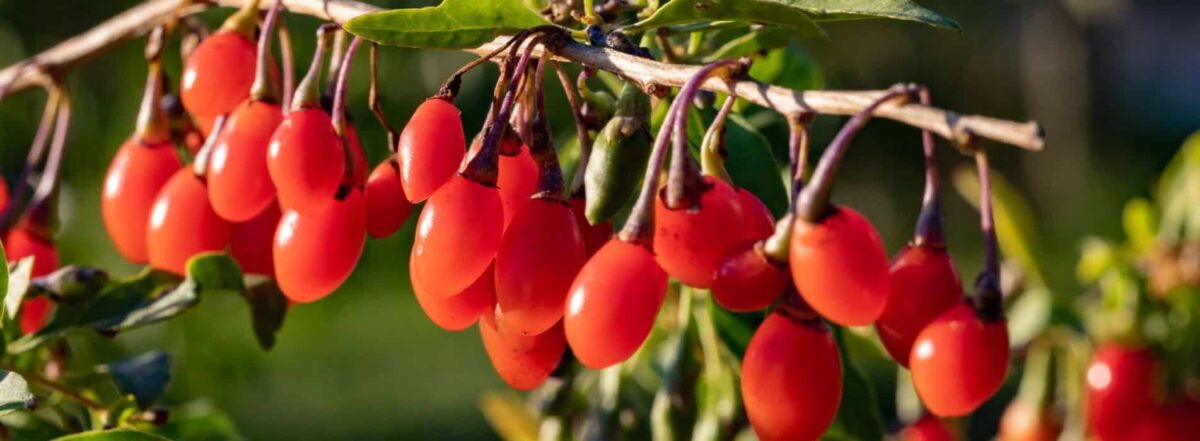 Are Goji Berries A Superfood? Health And Benefits