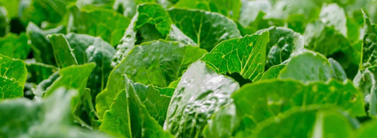 What’s All The Fuss About Leafy Green Vegetables?