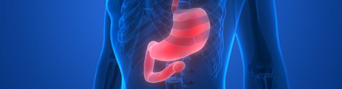 Conoce El Funcionamiento Del Sistema Digestivo