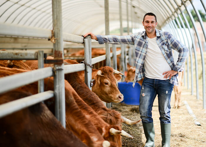 saiba se a carne orgânica é boa para a dieta com balão para emagrecer homem ao lado de vacas a serem abatidas humanizadamente para uma dieta com balão para emagrecer