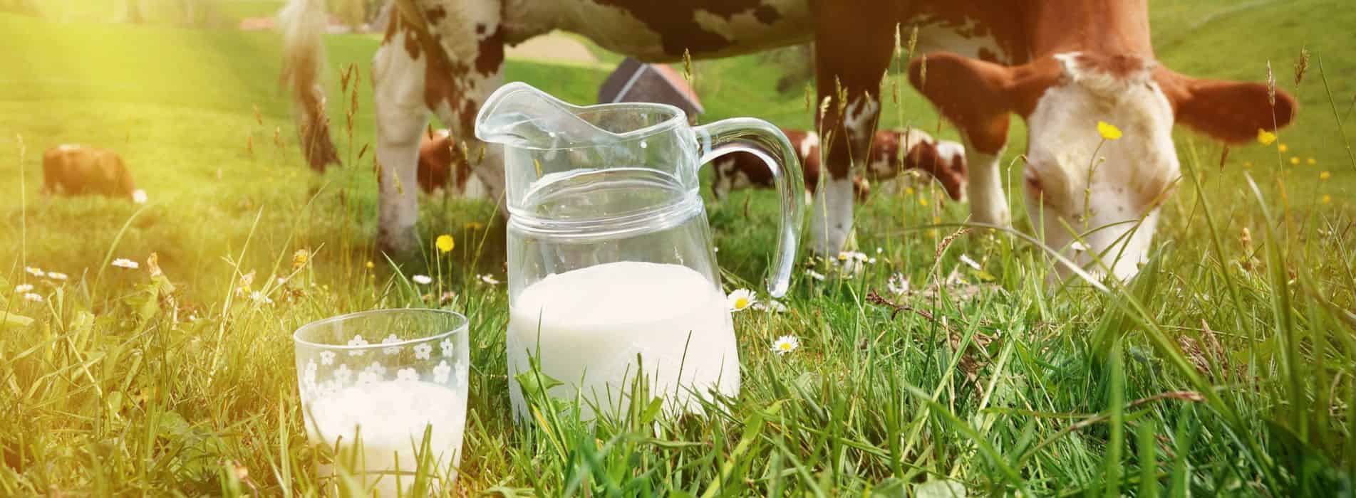 Cow's milk protein