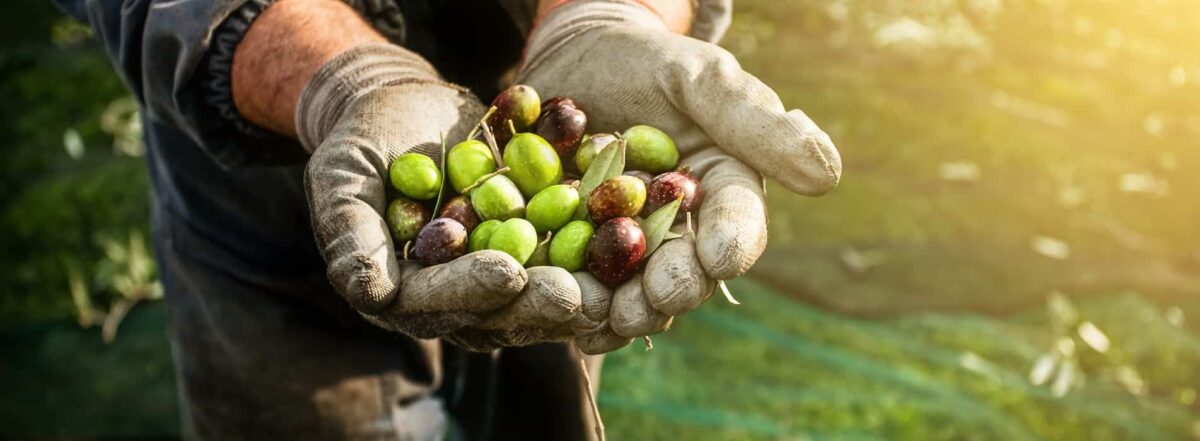 Are Olives Good For You?