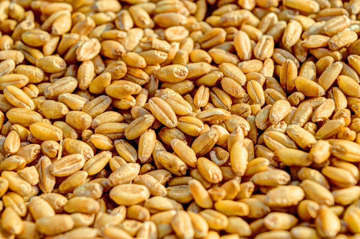 Khorasan Wheat: Benefits of an Ancient Grain
